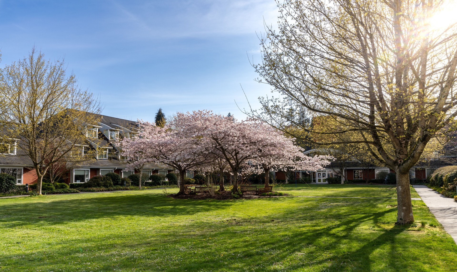 University of British Columbia (UBC) Cherry blossom. Vancouver, BC, Canada.